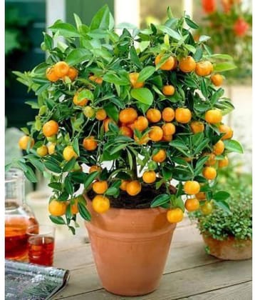 M-Tech Gardens Indoor Dwarf Citrus Bush Orange Fruit Seed for Growing 10 Seeds/Bag