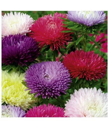 Innate Flower seeds Aster Mix Flower Best Quality Seeds Pack of 50