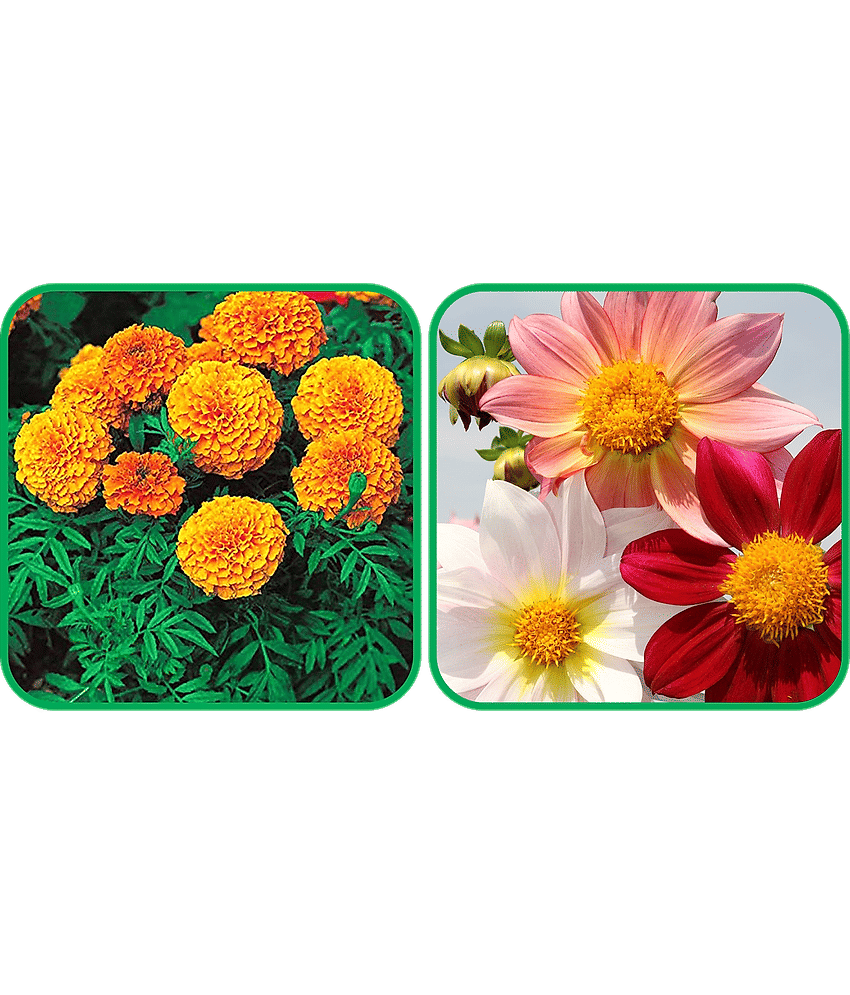 Aero Seeds Dahlia Top Star Mix Color (50 Seeds) And African Marigold Mix Color (50 Seeds) Flower Seeds Pack