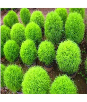 Kochia Seeds Packet of 100 Seeds