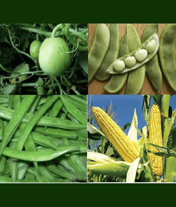 CLASSIC GREEN EARTH - Corn Vegetable ( 200 Seeds )