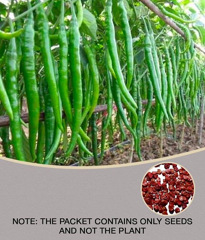 CLASSIC GREEN EARTH - Chilli Vegetable ( 50 Seeds )
