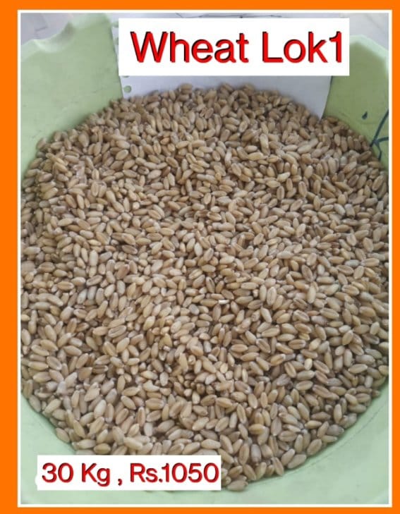 Lokwan Wheat Grains (30kg) | Premium Quality Whole Wheat | Daily Cooking