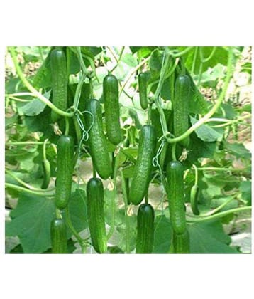 Vegetable Seeds Cucumber - For Home Garden/Kitchen Garden (Pack of 20 Seeds