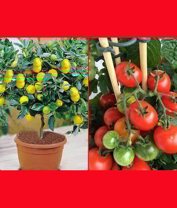 Homeagro Seeds Combo - lemon Seeds ( 20 seed ) and Hybrid Indian Tomato Vegetable ( 100 seed )