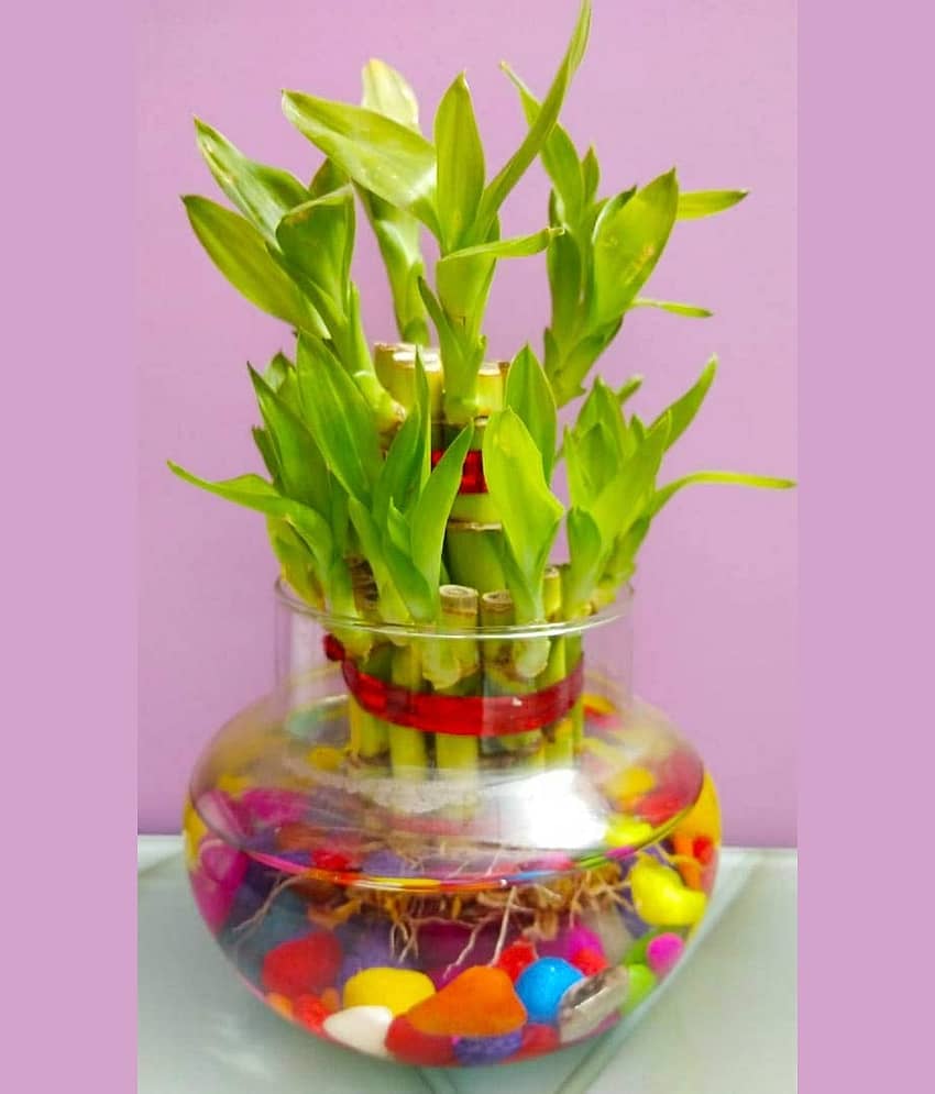 Green plant indoor - Green Wild Artificial Flowers With Pot ( Pack of 1 )