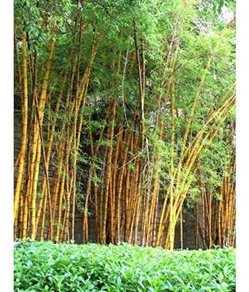 OhhSome Rare Golden Bamboo Seeds Bamboo Plant Seeds Gold Garden Bamboo Bamboo Seeds Garden Pack