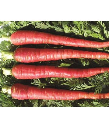 Carrot Seeds, Red Carrot Seeds, Gajar Seeds Pack of 300 Gaajar Seeds