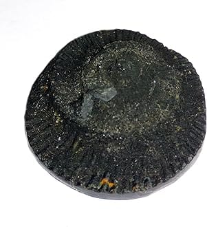 REAL SEED Sacred Adwaitya Laxmi Surya Sudershan Shaligram - 3.1 CM