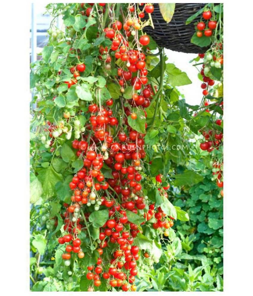 Cherry Tomato Vegetables Seeds - Pack of 50 Hybrid Seeds