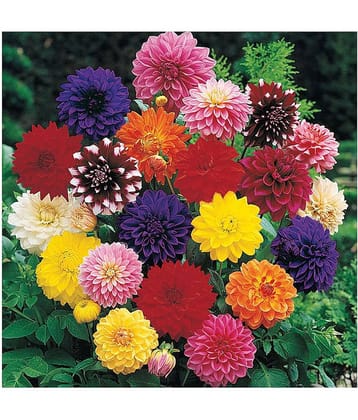 Dahlia pachyderms Winter Flower Seeds with Coco Peat Seed Starter