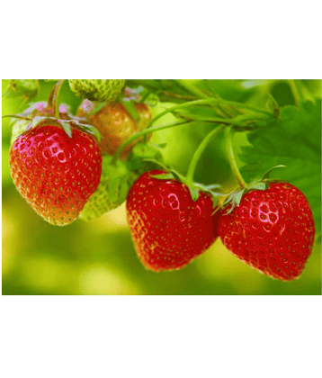 Premium Strawberry High Germination Hybrid Seeds