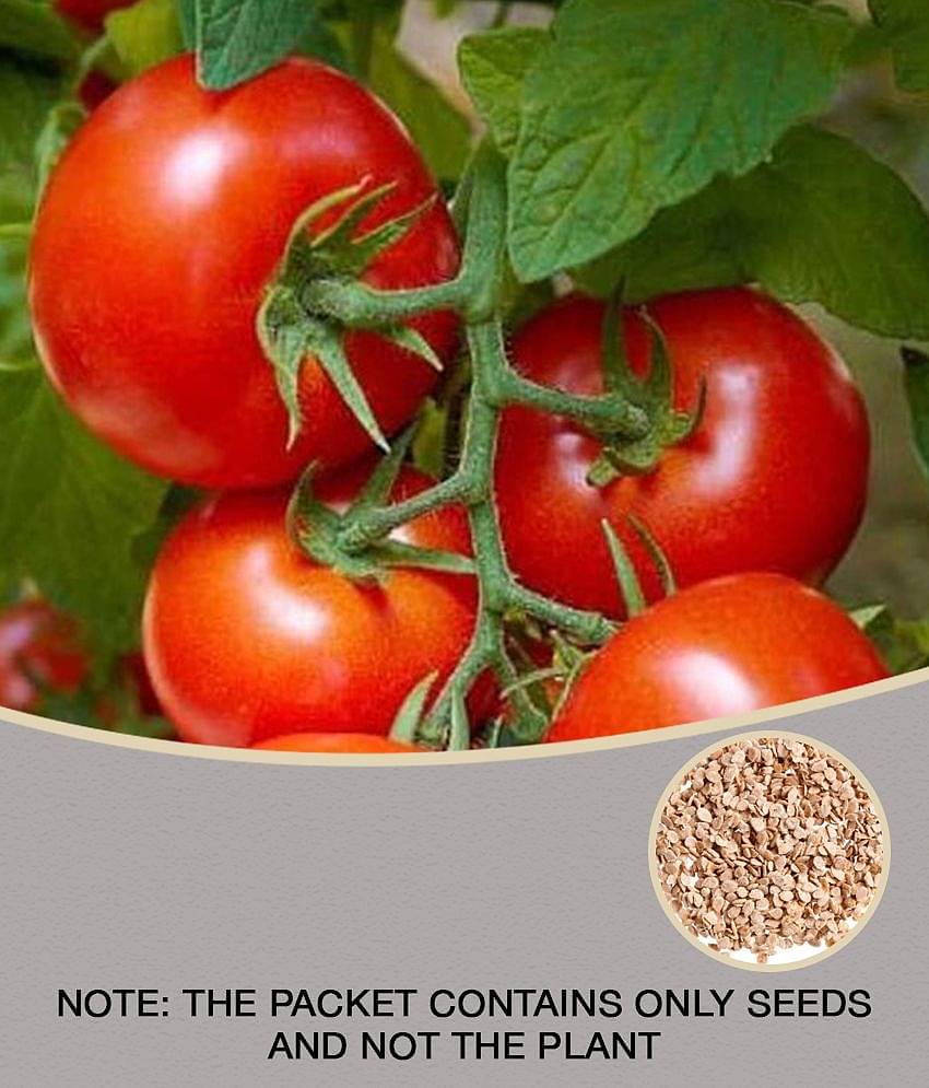 ARKA RAKSHAK F1 HYBRID TOMATO 50 SEEDS