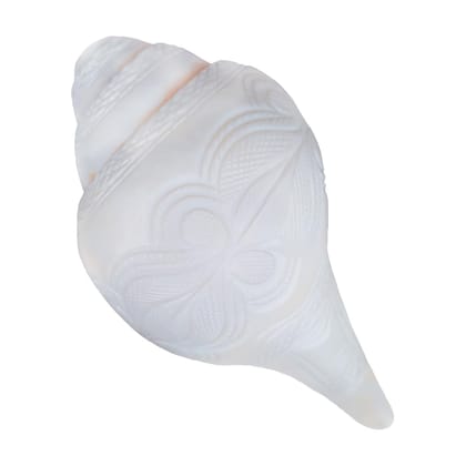MAYAPURI Natural Loud Blowing Shankh for Pooja/Bajane Wala Shankha (White, Size: 7 inches)