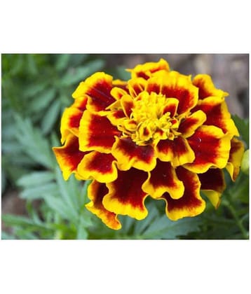 AGREY AFRICAN MARIGOLD FLOWER SEEDS 30 SEEDS