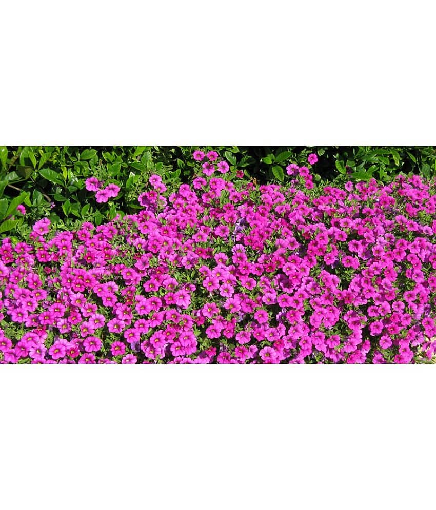 homeagro - Petunia Mixed Flower ( 50 Seeds )