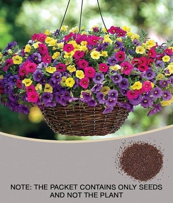 Petunia Flower Best Quality Premium Hyrbrid seeds (Pack of 50 )