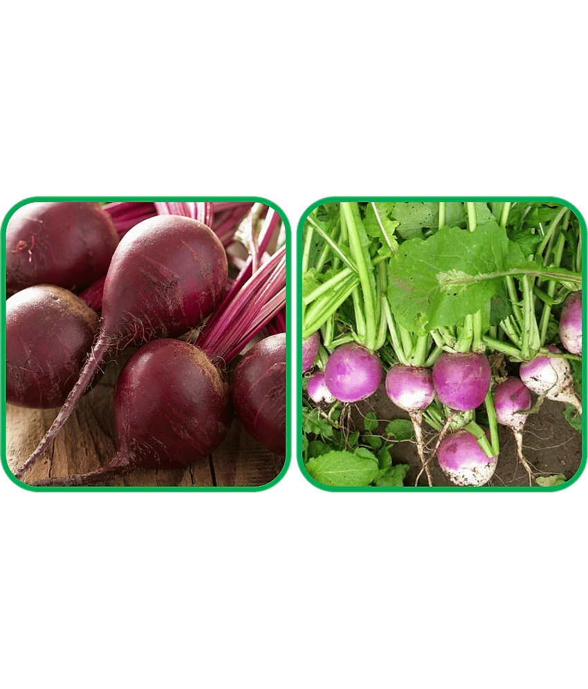 Aero Seeds Turnip ( 100 Seeds) And Beetroot ( 100 Seeds) Vegetable Seeds Pack