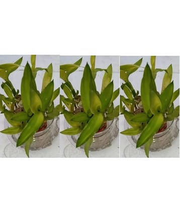 Green plant indoor - Green Wild Artificial Flowers With Pot ( Pack of 3 )