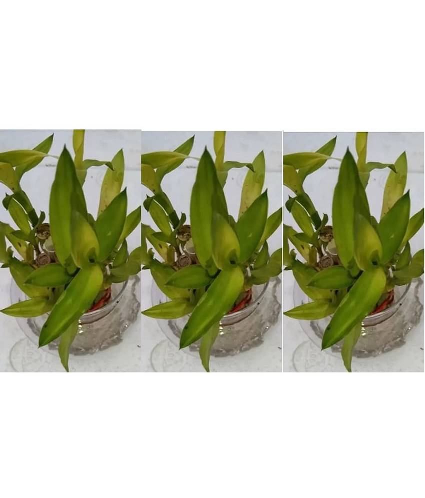 Green plant indoor - Green Wild Artificial Flowers With Pot ( Pack of 3 )