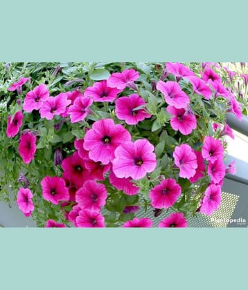 Petunia Mixed Hybrid Imported Flower Seeds Seed (100 Per Packet)with growing cocopeat