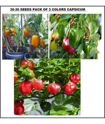 3 DIFFERENT TYPE CAPSICUM SHIMLA MIRCH MIX 30-30 SEEDS PACK WITH USER MANUAL FOR HOME KITCHEN GARDENING USE