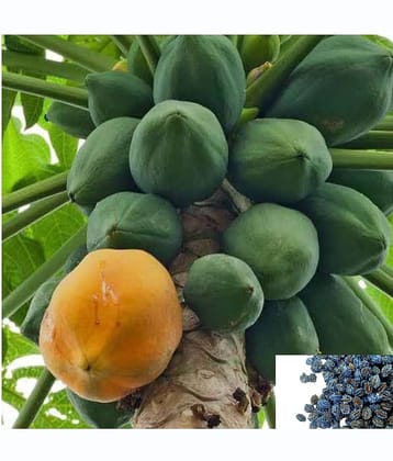 homeagro - Papaya Fruit ( 50 Seeds )