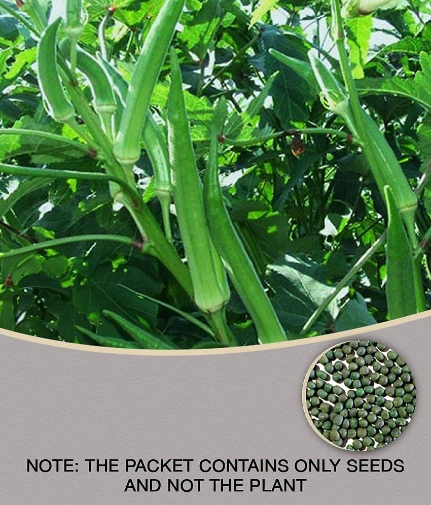 Modern Plants - Bhindi/Lady Finger 25 Seeds - Natural Best Quality Seeds