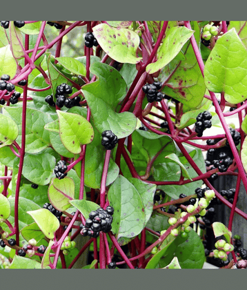 Malabar Spinach 15 Premium Vegetables Seeds