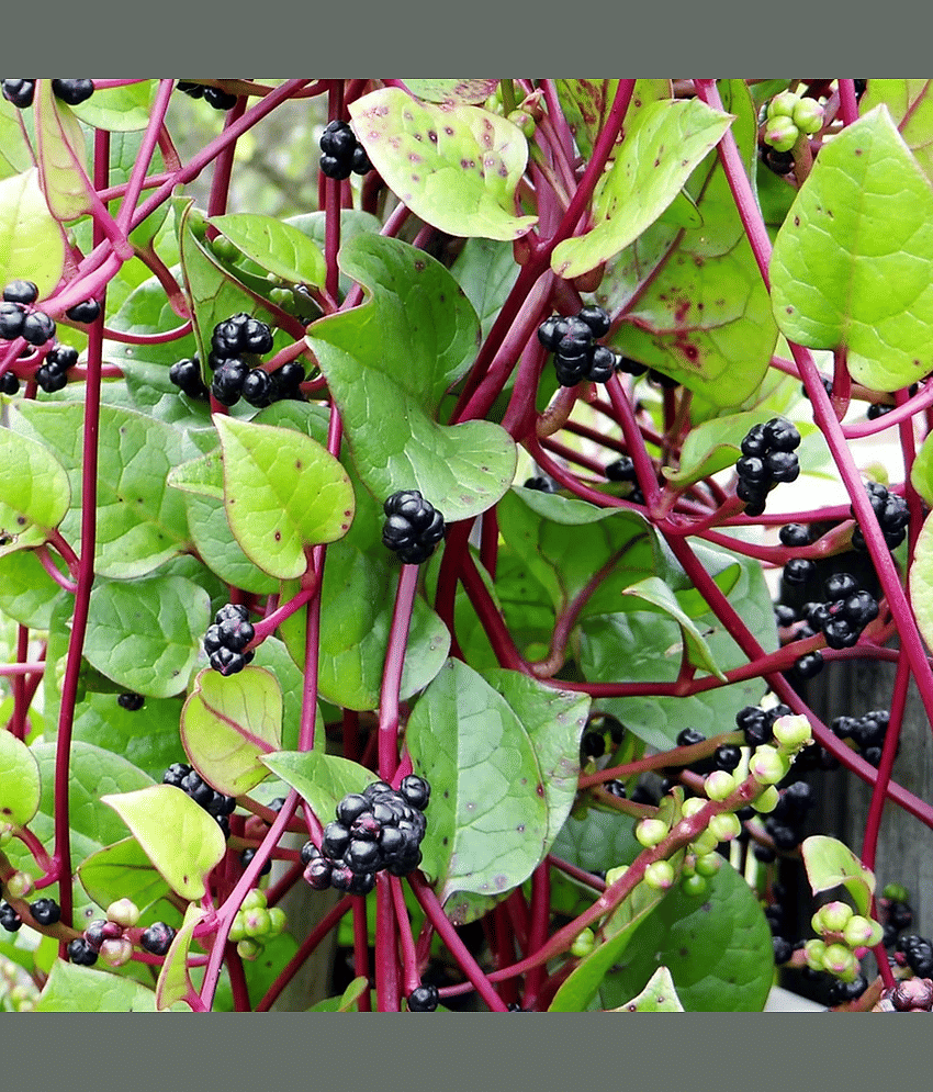Malabar Spinach 15 Premium Vegetables Seeds