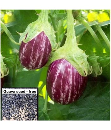 homeagro BRINJAL SEEDS F1 HYBRID VEGETABLE SEEDS