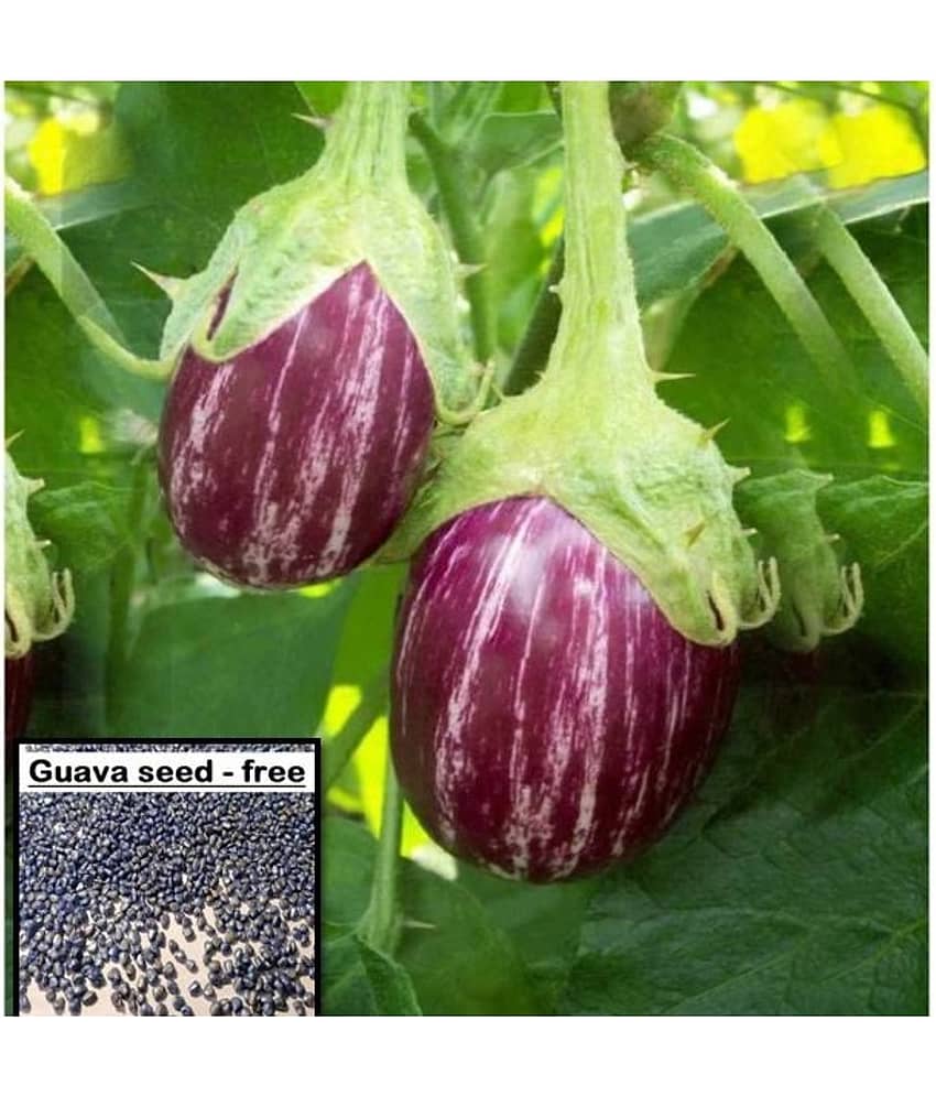 homeagro BRINJAL SEEDS F1 HYBRID VEGETABLE SEEDS