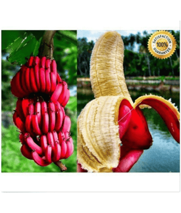 Dwarf Red banana seeds , delicious rare fruit tree seeds High quality 25 seeds