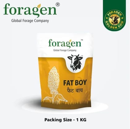 FAT BOY FAT BOY