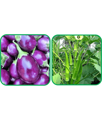 Aero Seeds Lady Finger ( 30 Seeds) And Brinjal Purple Round ( 30 Seeds) Vegetable Seeds Pack