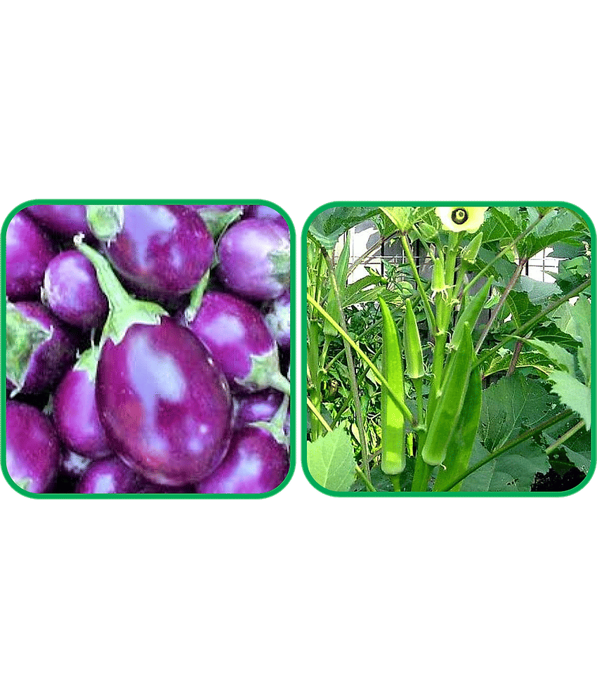 Aero Seeds Lady Finger ( 30 Seeds) And Brinjal Purple Round ( 30 Seeds) Vegetable Seeds Pack