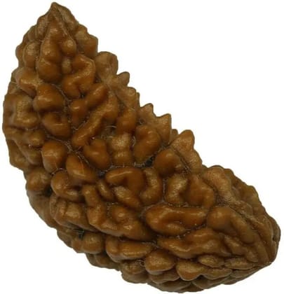 1 Mukhi Rudraksha 1 Mukhi Rudraksha