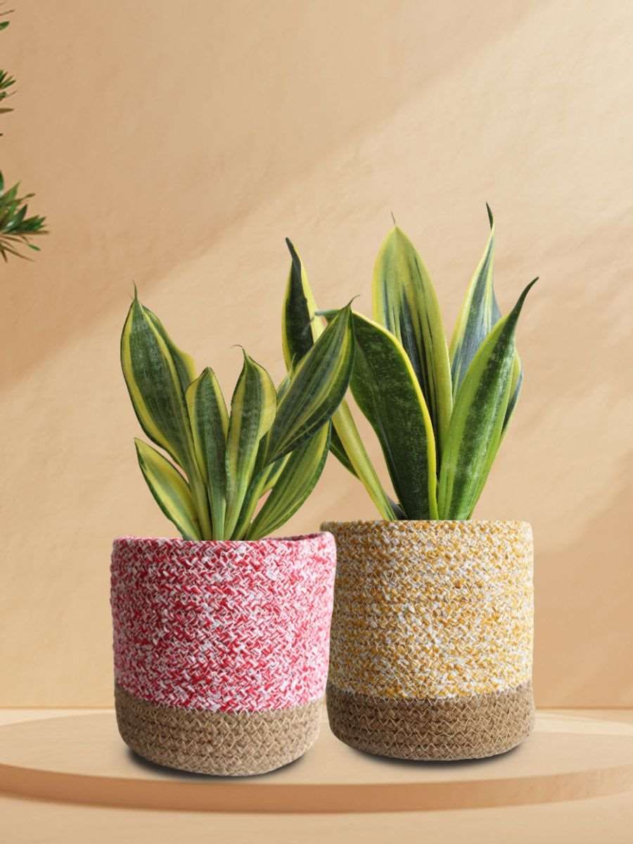 Glowing Snake Plants for Bedroom - Duo