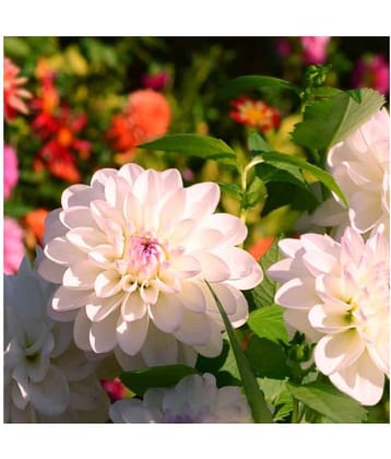 homeagro - Dahlia Mixed Flower ( 25 Seeds )