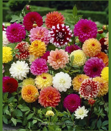 LiveNature Dahlia Mixed Flower Seeds | Summer Indoor/Outdoor Flower Plant Seeds | Best For Home Garden & Terrace – 100 Seeds