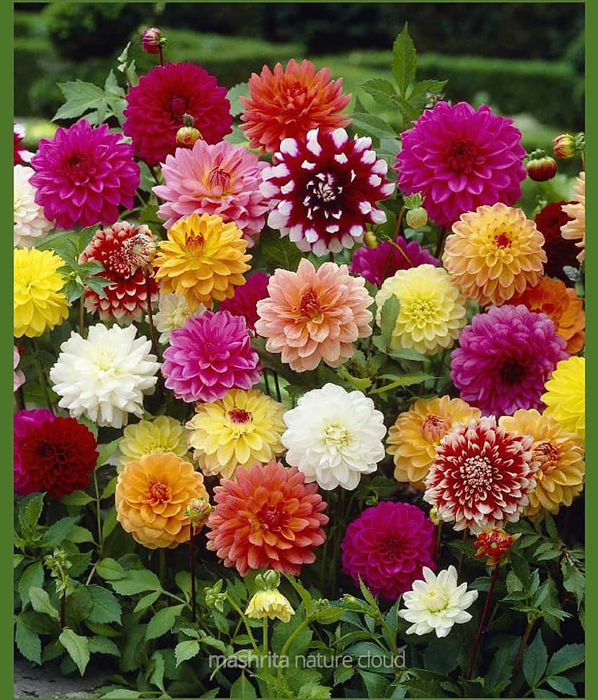 LiveNature Dahlia Mixed Flower Seeds | Summer Indoor/Outdoor Flower Plant Seeds | Best For Home Garden & Terrace – 100 Seeds