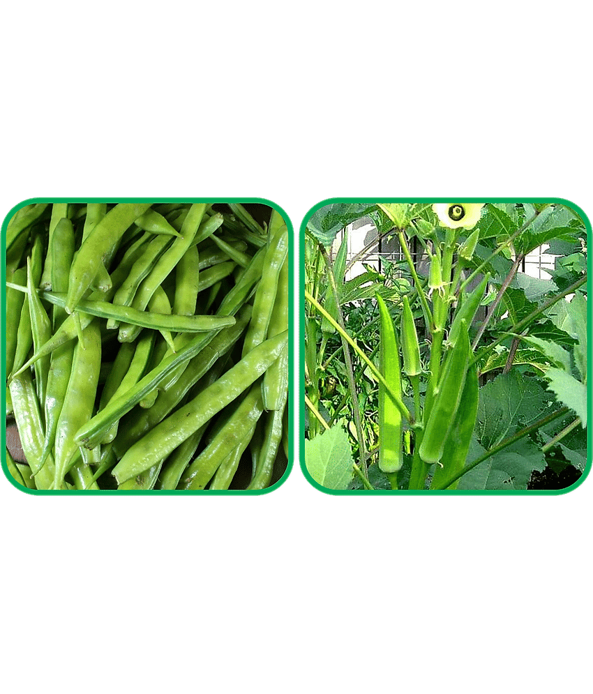 Aero Seeds Lady Finger ( 30 Seeds) And Cluster Beans ( 50 Seeds) Vegetable Seeds Pack