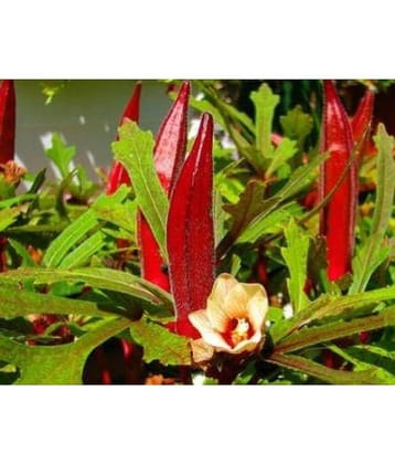 homeagro - Lady Finger Vegetable ( 50 Seeds )