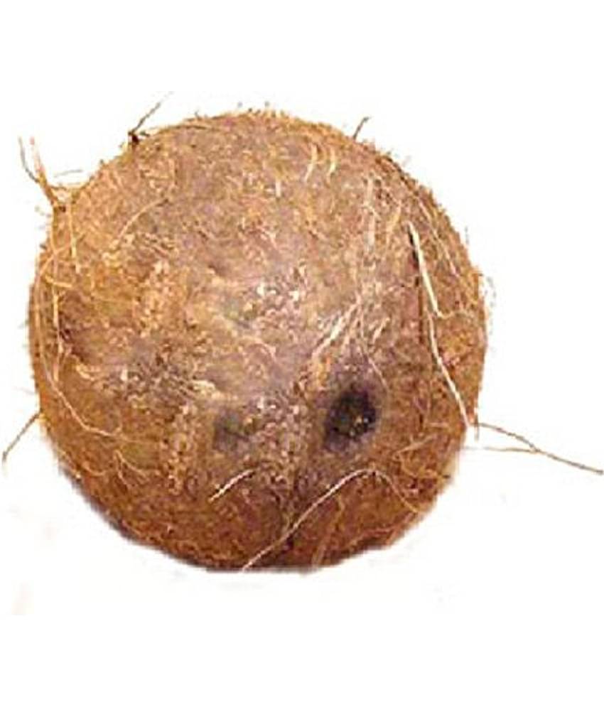 Religious Kart Brown Laghu Nariyal Natural Puja Products