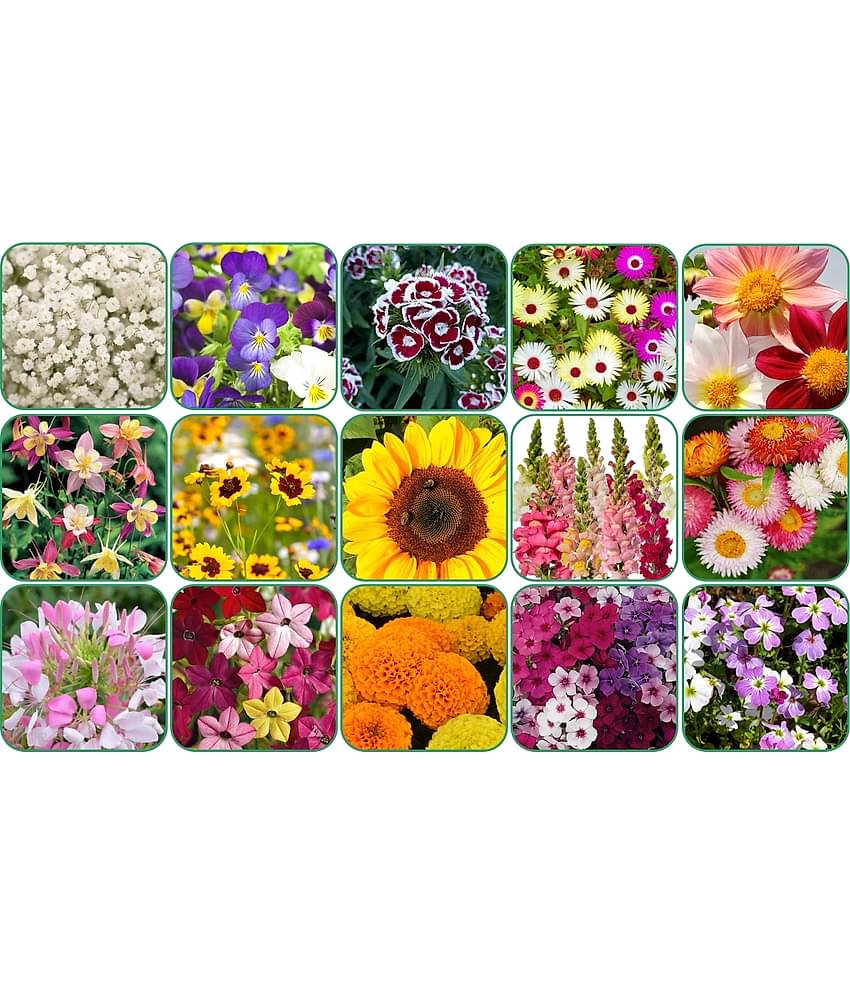 Aero Seeds 15 variety Flower seeds combo pack with instruction manual.