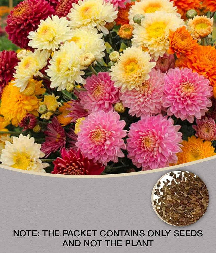 homeagro - Indian Chrysanthemum Mixed Flower ( 50 Seeds )