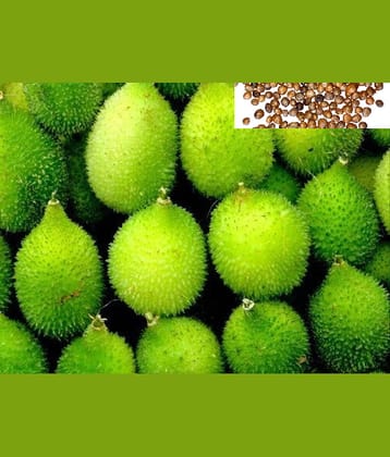 zello. Hybrid Spiny Gourd Vegetable ( 20 Seeds )