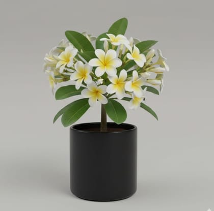 Chafa/frangipani (plumeria spp.)