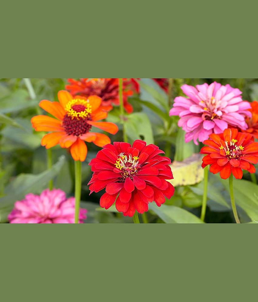 homeagro - Zinnia Mixed Flower ( 20 Seeds )