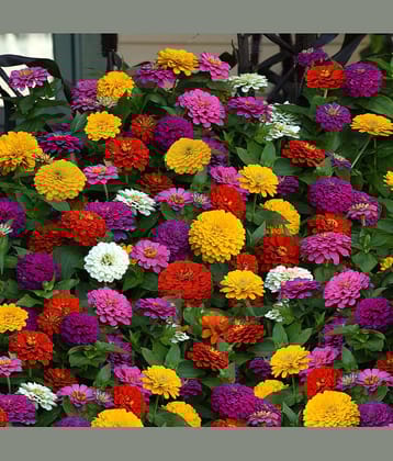 homeagro - Zinnia Mixed Flower ( 20 Seeds )